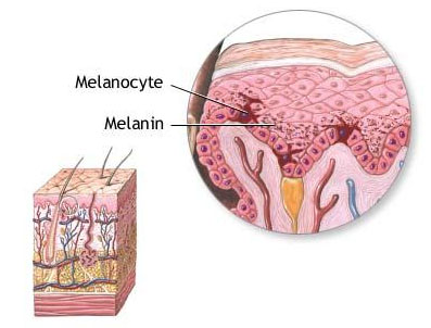 Schaubild von Melanozyten