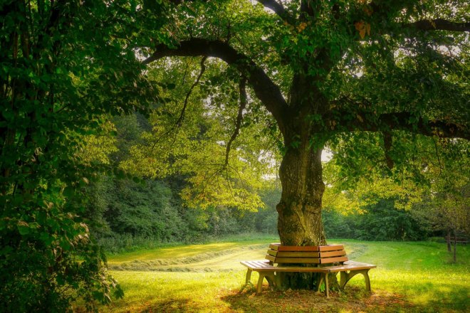 Foto von einem großen Baum umgeben von einer runden Sitzbank